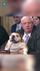 Senador republicano lleva a su perro a una audiencia para conmovedor mensaje