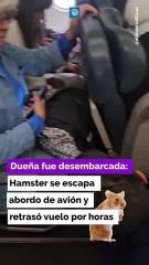 Dueña fue desembarcada: hamster se escapa abordo de avión y retrasó vuelo por horas