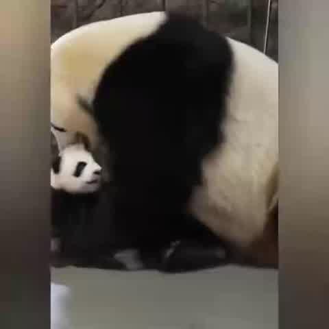 El apasionado momento en el que un bebé panda vuelve a abrazar a su madre  tras estar un tiempo separados