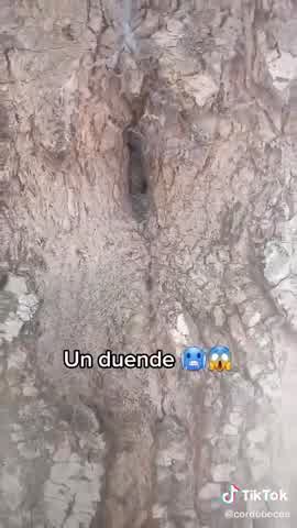 arboles de duendes con caras｜Búsqueda de TikTok